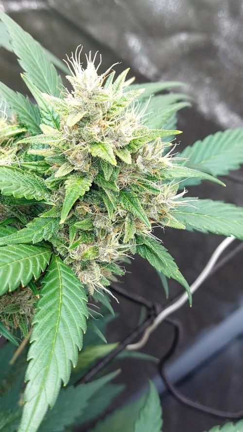 BABOUCH frostbanger ( essais Autopots, ). Week 8