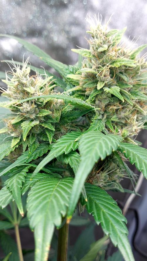 BABOUCH frostbanger ( essais Autopots, ). Week 8