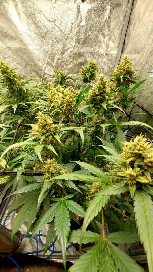 BABOUCH frostbanger ( essais Autopots, ). Week 8