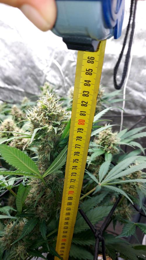 BABOUCH frostbanger ( essais Autopots, ). Week 8