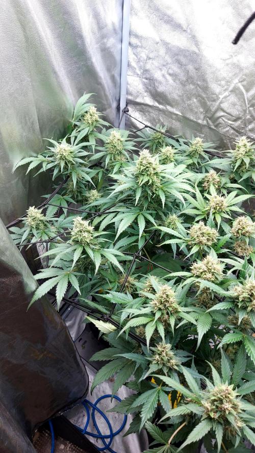 DORA frostbanger auto expérience. Week 8
