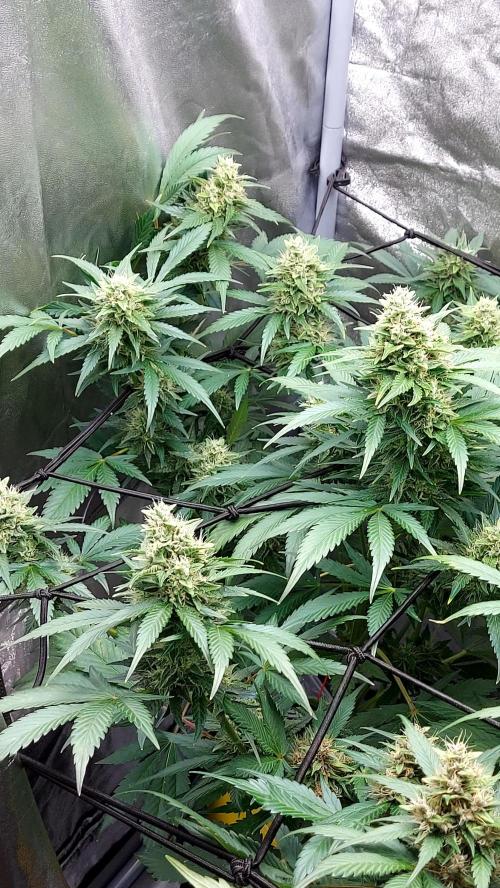 DORA frostbanger auto expérience. Week 8