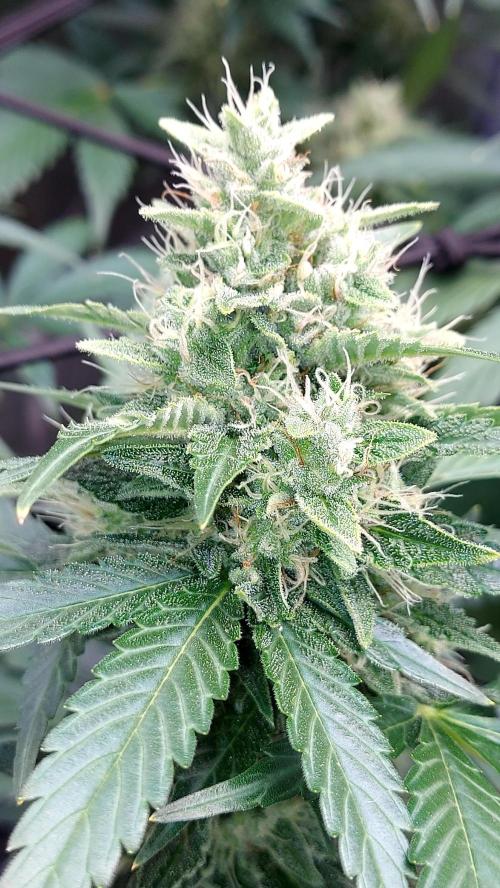 DORA frostbanger auto expérience. Week 8
