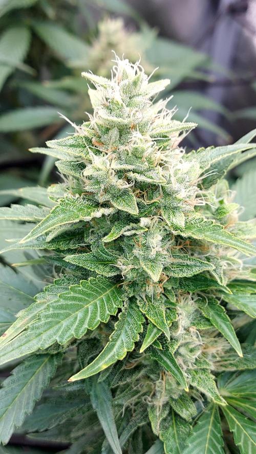 DORA frostbanger auto expérience. Week 8