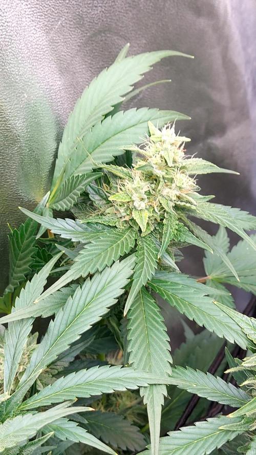 DORA frostbanger auto expérience. Week 8