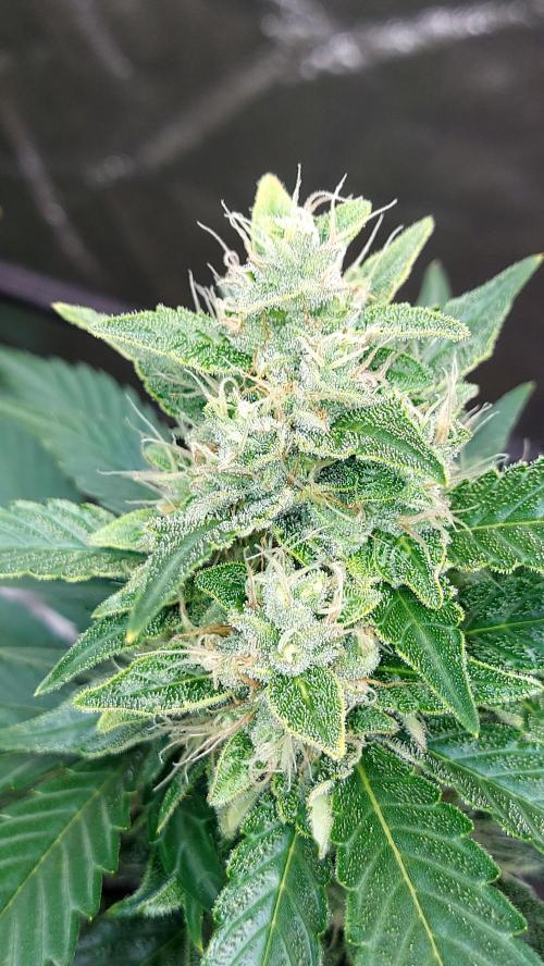 DORA frostbanger auto expérience. Week 8