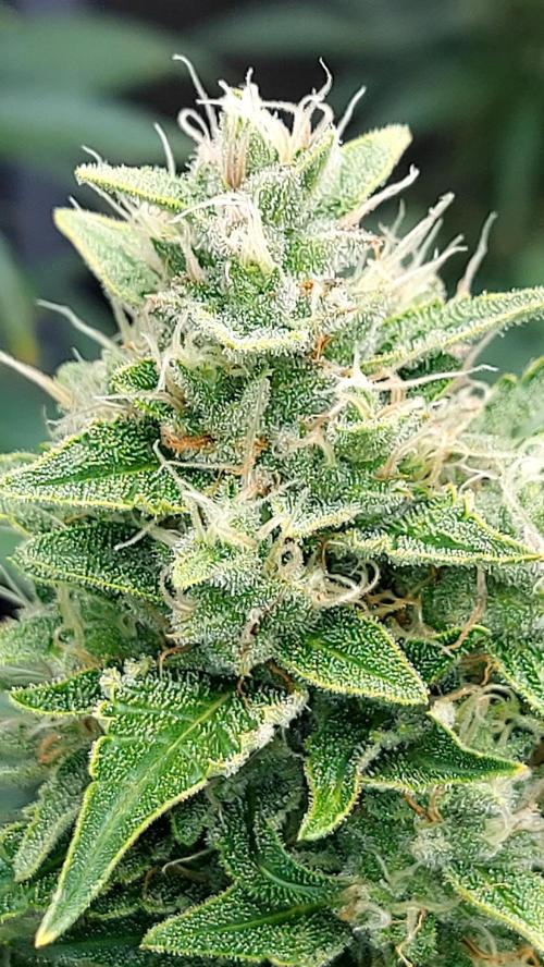 DORA frostbanger auto expérience. Week 8