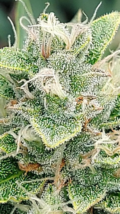 DORA frostbanger auto expérience. Week 8