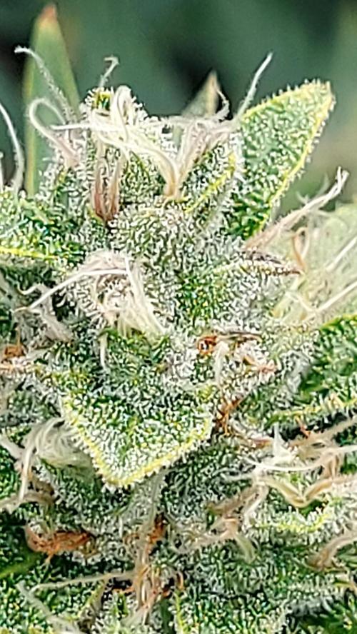 DORA frostbanger auto expérience. Week 8