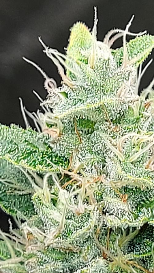 DORA frostbanger auto expérience. Week 8