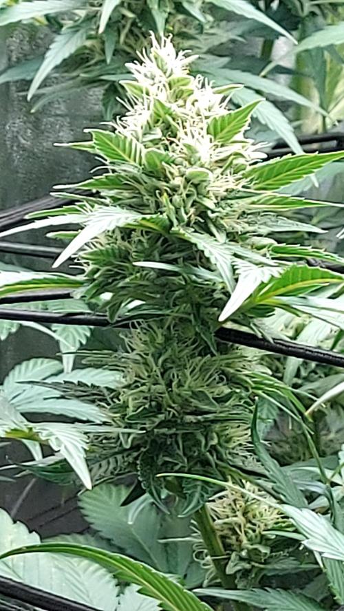 DORA frostbanger auto expérience. Week 8