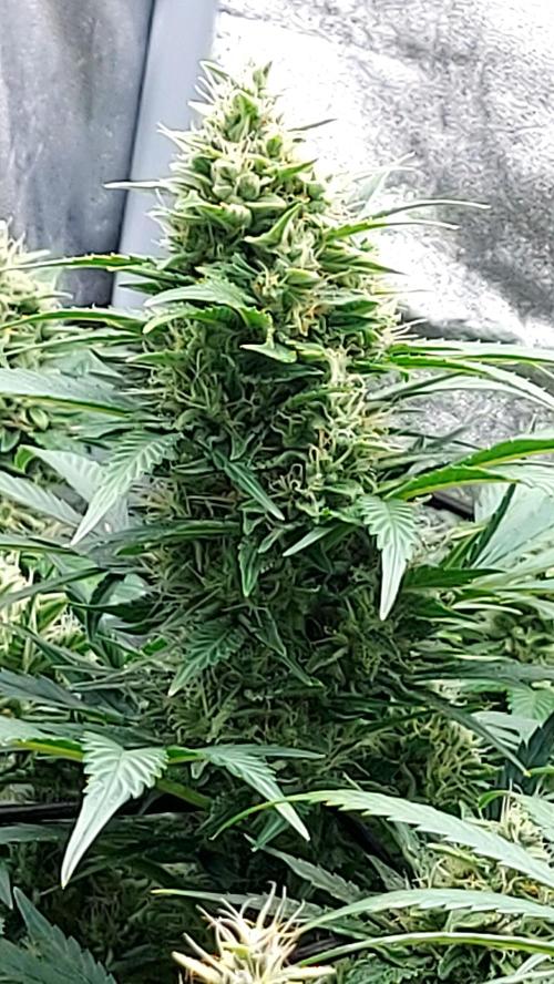 DORA frostbanger auto expérience. Week 8