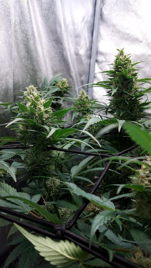 DORA frostbanger auto expérience. Week 8