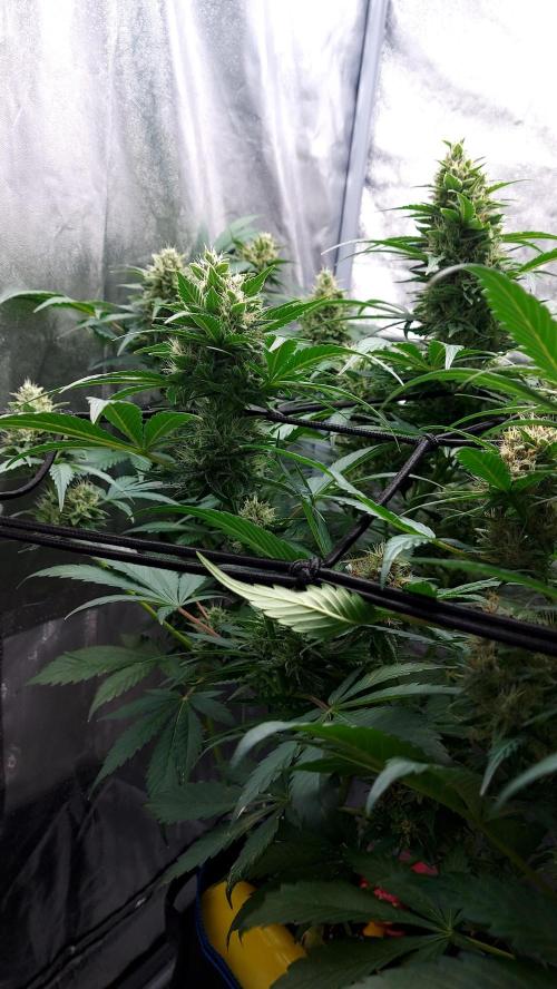 DORA frostbanger auto expérience. Week 8