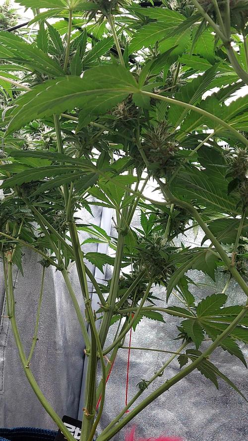 DORA frostbanger auto expérience. Week 8