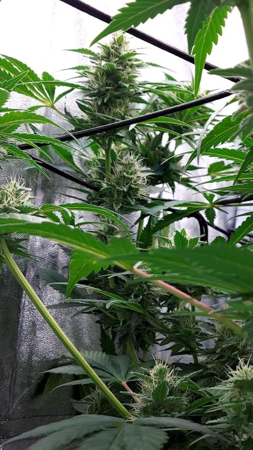 DORA frostbanger auto expérience. Week 8