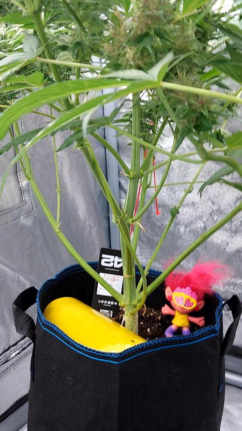 DORA frostbanger auto expérience. Week 8