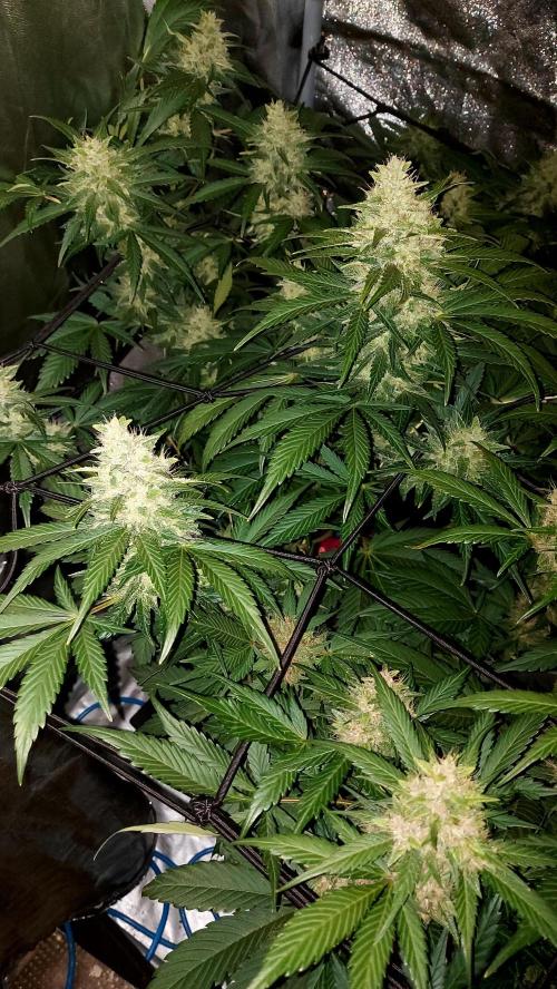 DORA frostbanger auto expérience. Week 8