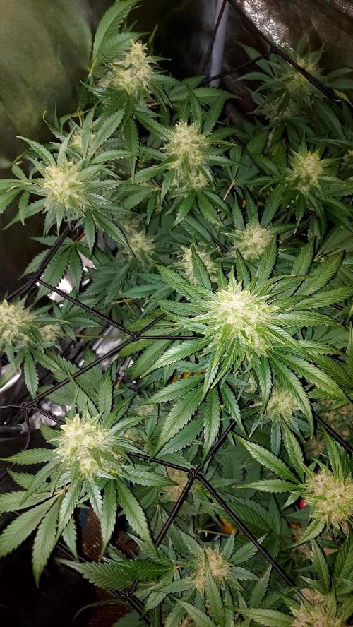 DORA frostbanger auto expérience. Week 8
