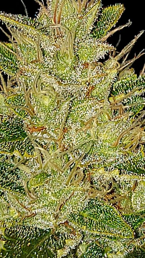 DORA frostbanger auto expérience. Week 8