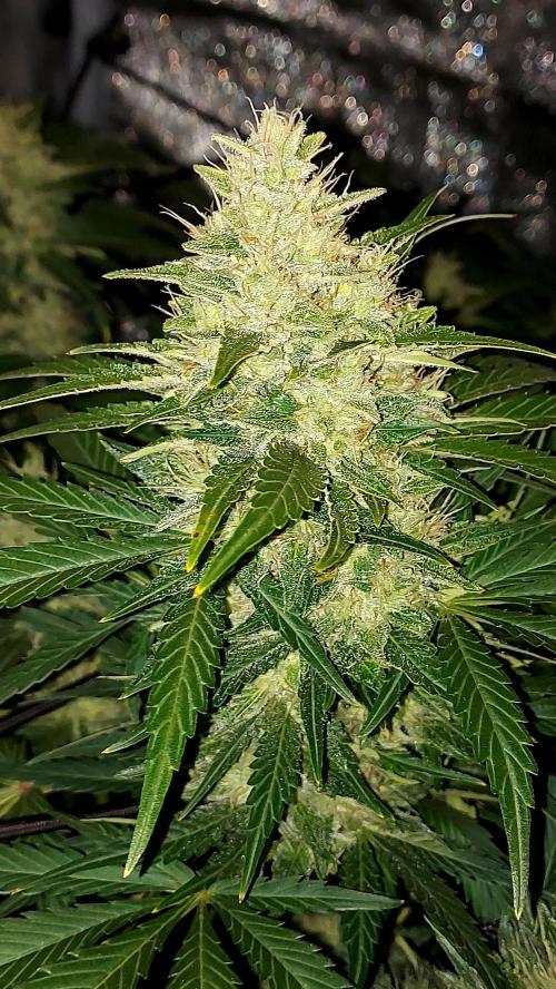 DORA frostbanger auto expérience. Week 8