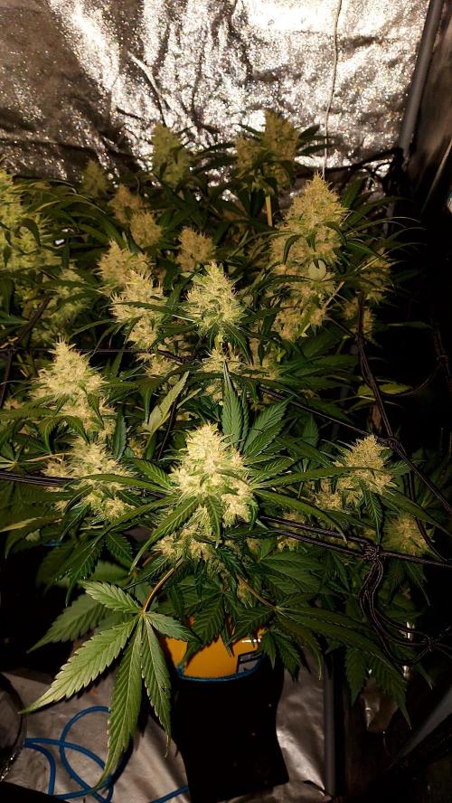 BABOUCH frostbanger ( essais Autopots, ). Week 8