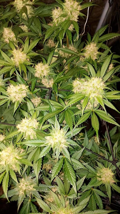 BABOUCH frostbanger ( essais Autopots, ). Week 8