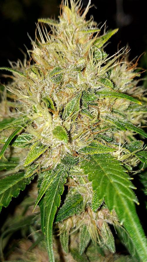BABOUCH frostbanger ( essais Autopots, ). Week 8