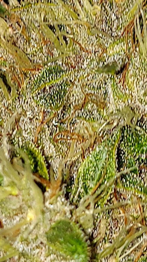 BABOUCH frostbanger ( essais Autopots, ). Week 8