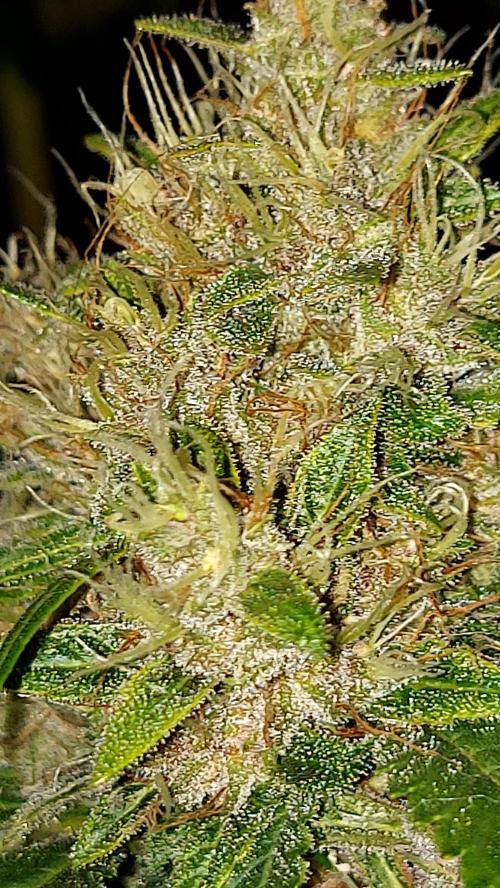 BABOUCH frostbanger ( essais Autopots, ). Week 8