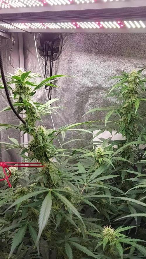 SPIRIT MAC 1 ( 2 ème plante )