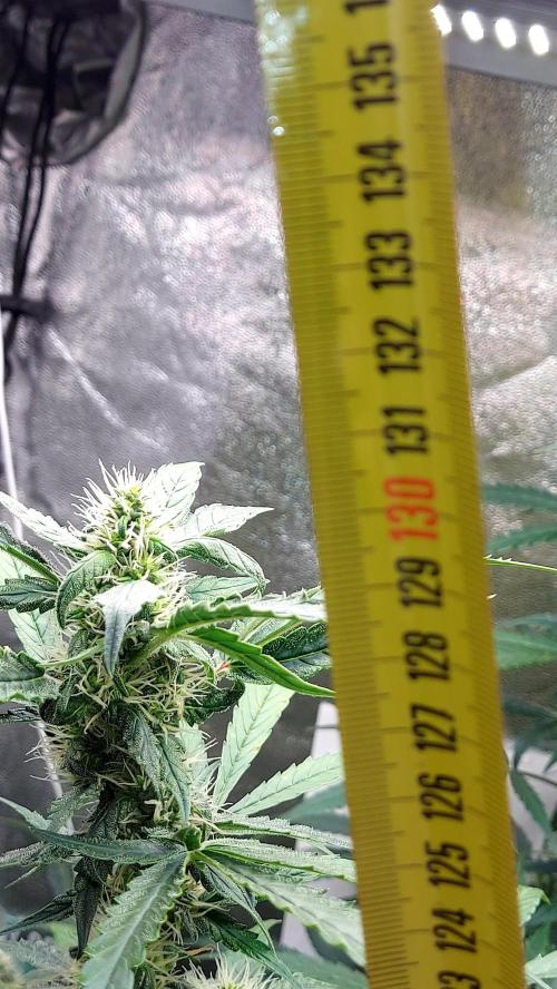 SPIRIT MAC 1 ( 2 ème plante ). Week 8