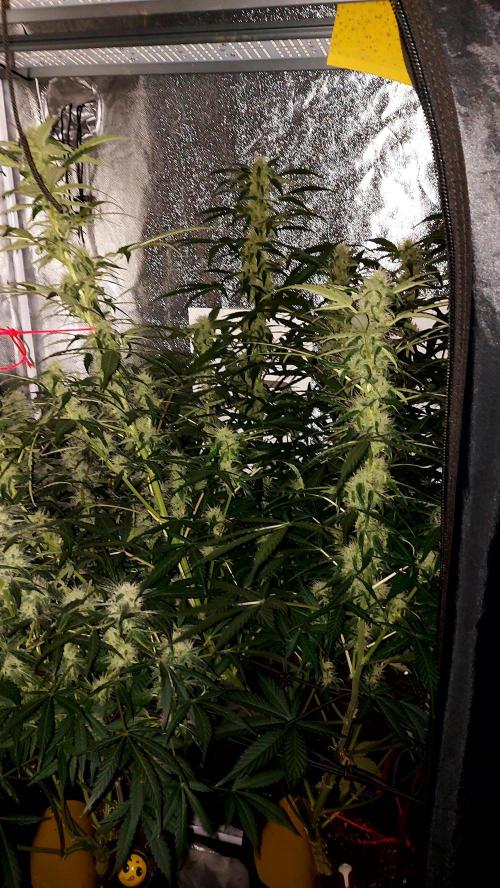 SPIRIT MAC 1 ( 2 ème plante ). Week 8
