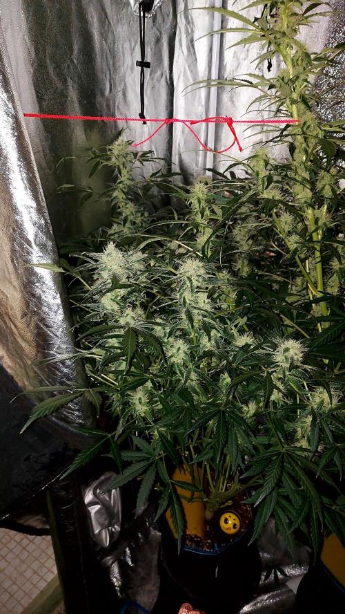 SPIRIT MAC 1 ( 2 ème plante ). Week 8