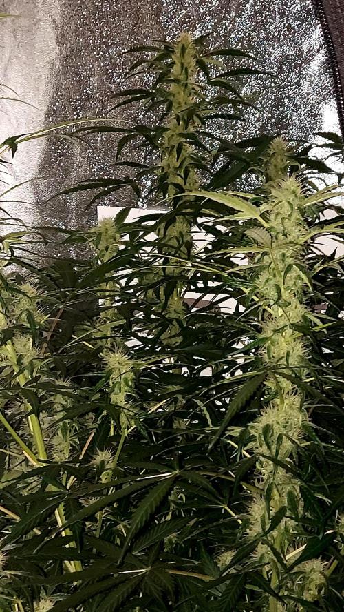 SPIRIT MAC 1 ( 2 ème plante ). Week 8