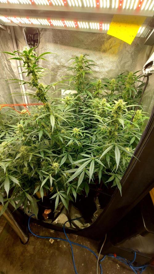 SPIRIT MAC 1 ( 2 ème plante ). Week 8