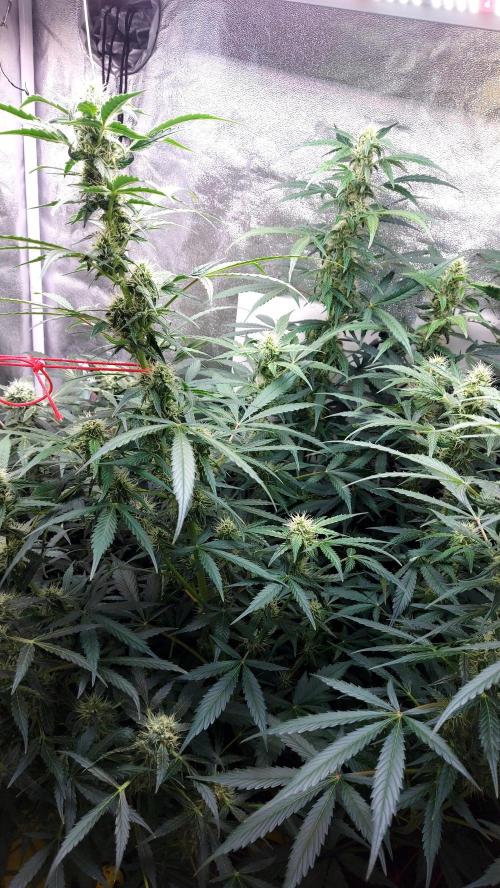 SPIRIT MAC 1 ( 2 ème plante ). Week 8