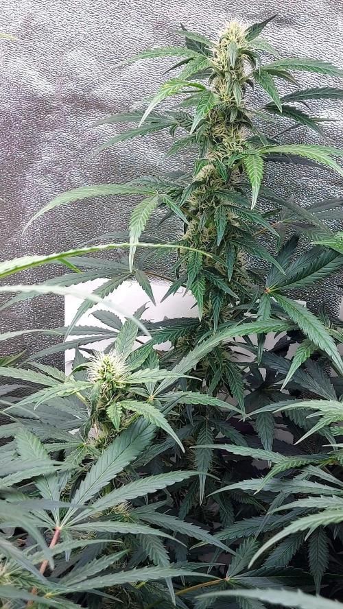 SPIRIT MAC 1 ( 2 ème plante ). Week 8