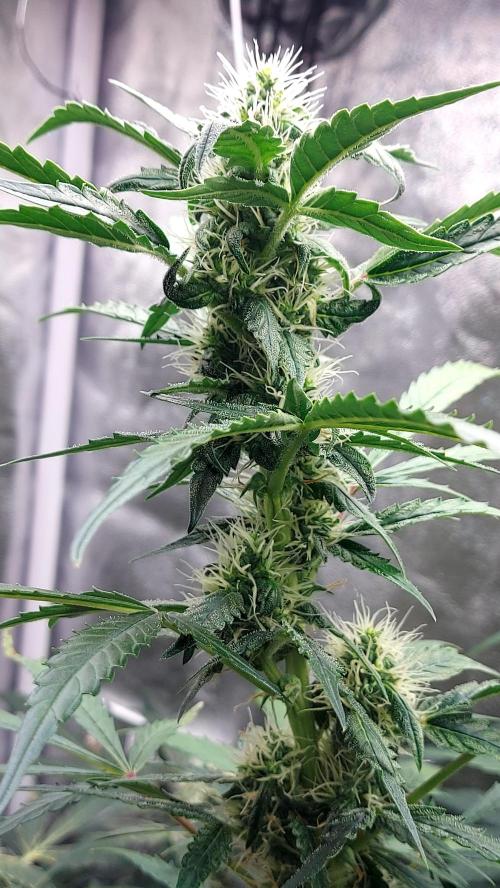 SPIRIT MAC 1 ( 2 ème plante ). Week 8