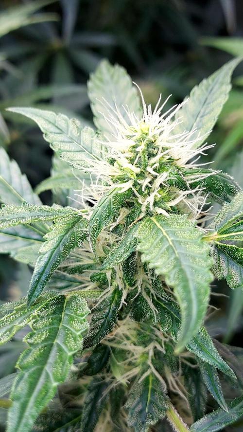 SPIRIT MAC 1 ( 2 ème plante ). Week 8
