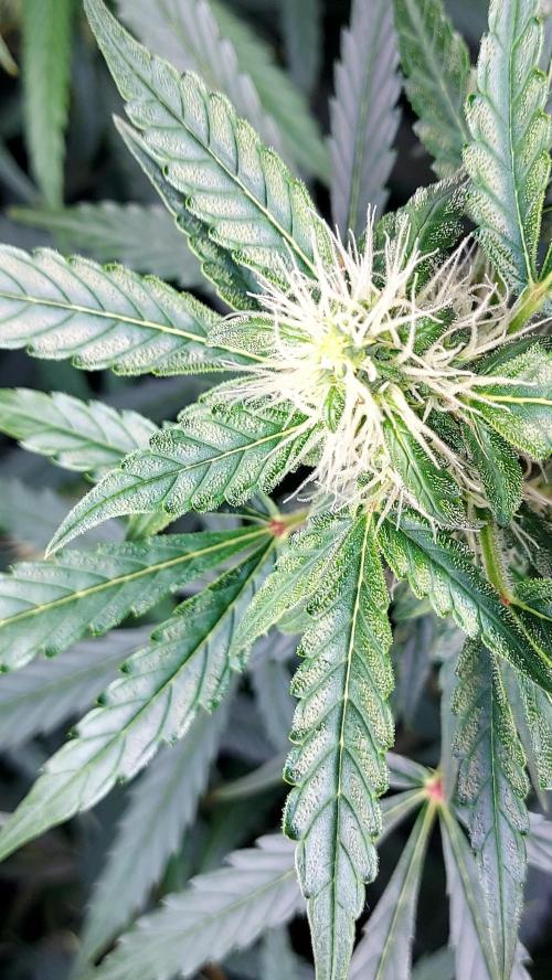 SPIRIT MAC 1 ( 2 ème plante ). Week 8