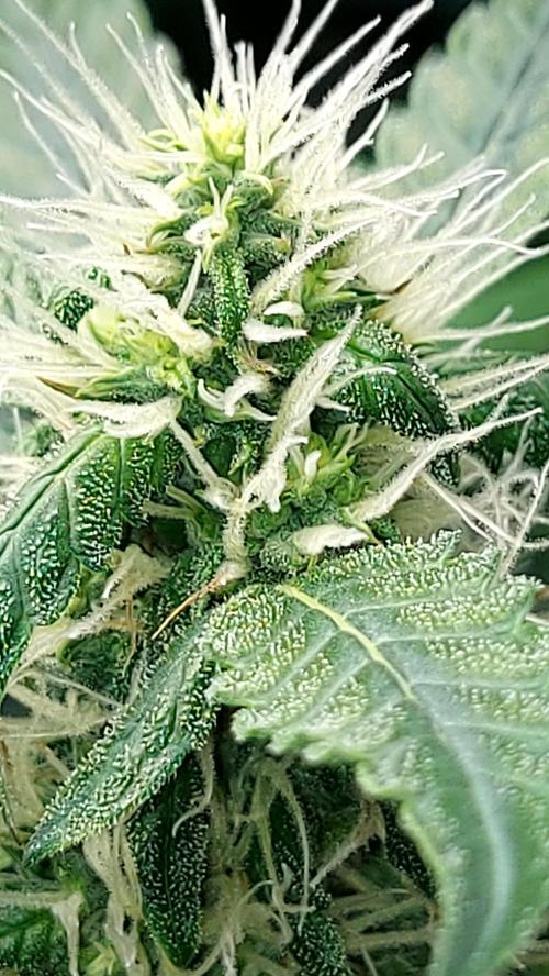 SPIRIT MAC 1 ( 2 ème plante ). Week 8