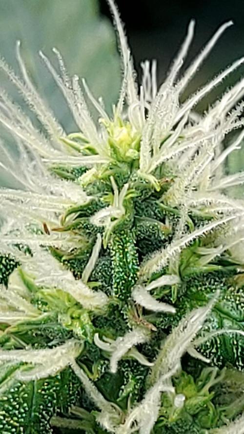 SPIRIT MAC 1 ( 2 ème plante ). Week 8