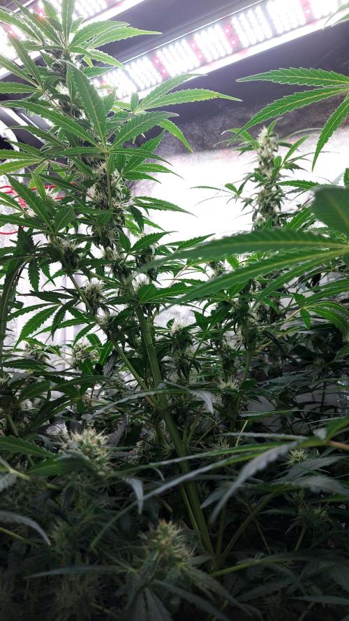 SPIRIT MAC 1 ( 2 ème plante ). Week 8