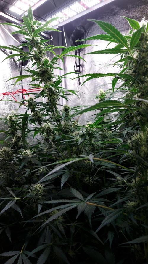 SPIRIT MAC 1 ( 2 ème plante ). Week 8