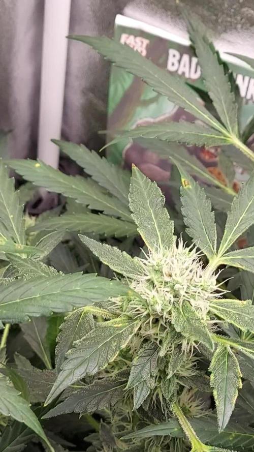 BEE HAPPY MAC 1 AUTOFLORAISON AUTOPOT