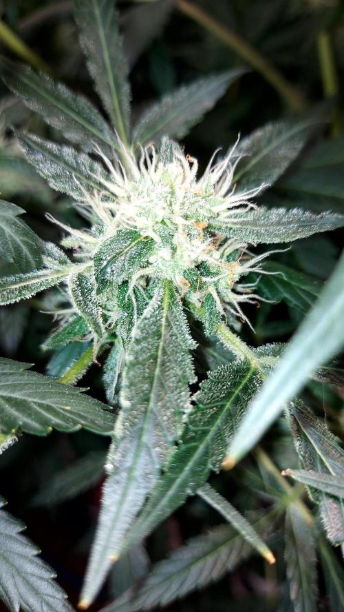 BEE HAPPY MAC 1 AUTOFLORAISON AUTOPOT. Week 8