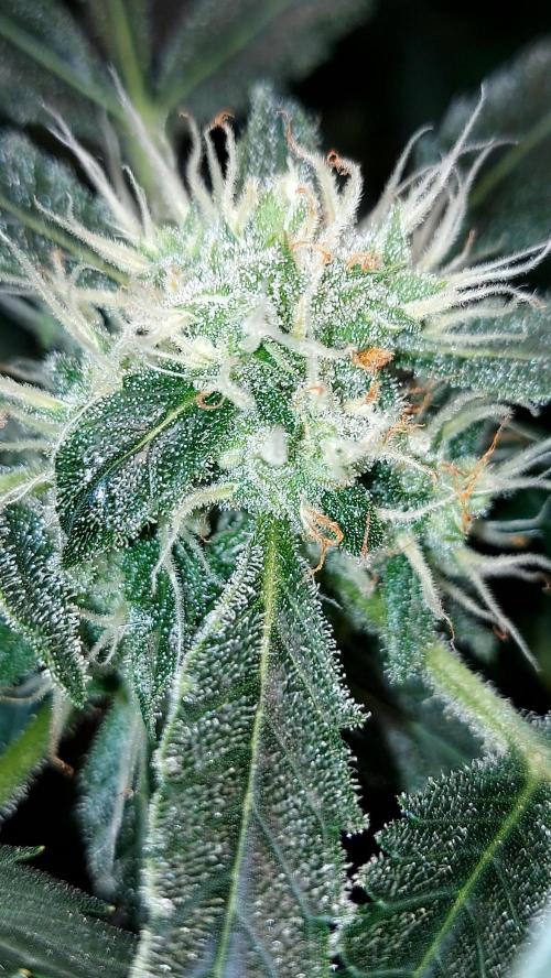 BEE HAPPY MAC 1 AUTOFLORAISON AUTOPOT. Week 8