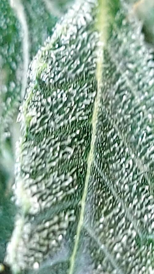 BEE HAPPY MAC 1 AUTOFLORAISON AUTOPOT. Week 8