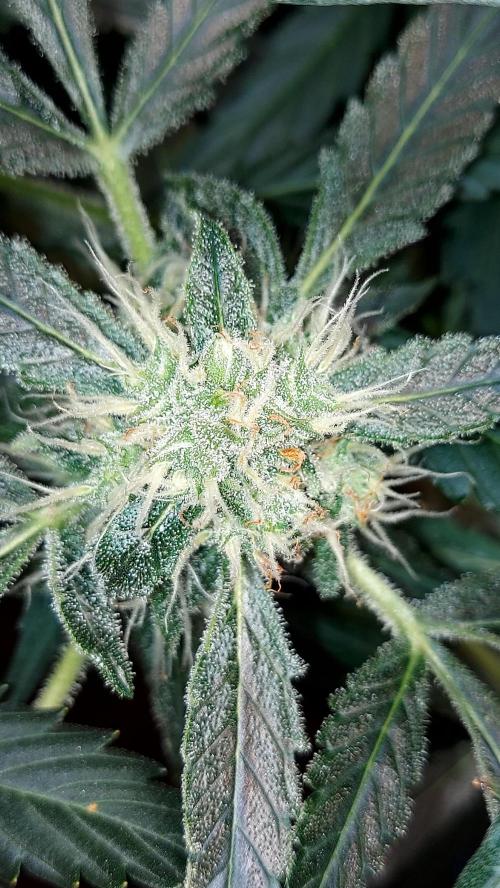 BEE HAPPY MAC 1 AUTOFLORAISON AUTOPOT. Week 8